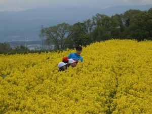 ④菜の花畑にて